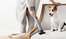 Person using vacuum on armchair that dog is sitting on with mouth open