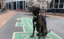 Picture of writer's dog wearing Fi GPS collar