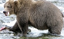 A bear chomping on a salmon in Katmai National Park and Preserve's Brooks River.