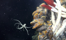 A deep sea octopus found over 8,200 feet beneath the Pacific Ocean surface.