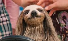  A sloth sits behind the wheel of a small car, with women standing in the background.