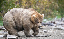 The famous Katmai National Park and Preserve bear "Holly" (bear 435).