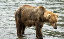 The aging bear Otis (bear 480) seen looking quite gaunt in July 2023. 