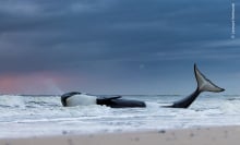 An orca on the beaches in Cadzand-Bad, Zeeland, the Netherlands.