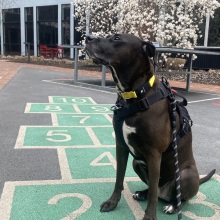 Picture of writer's dog wearing Fi GPS collar