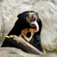 A sun bear sticking out its impressively long tongue.
