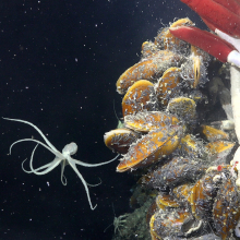 A deep sea octopus found over 8,200 feet beneath the Pacific Ocean surface.