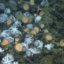 an octopus garden in the deep sea.