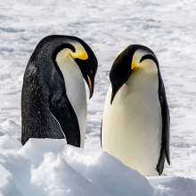 Emperor penguins in Antarctica.