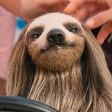 A sloth sits behind the wheel of a small car, with women standing in the background.