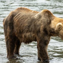 The aging bear Otis (bear 480) seen looking quite gaunt in July 2023. 