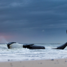 An orca on the beaches in Cadzand-Bad, Zeeland, the Netherlands.