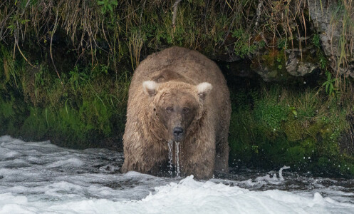 The 2023 Fat Bear Week winner, Grazer, seen in Katmai National Park and Preserve's Brooks River in September.