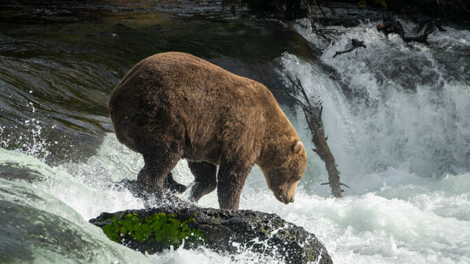 The dominant bear 856 photographed in Katmai National Park and Preserve's Brooks River in 2022.