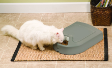 Petsafe automatic feeder with white cat eating