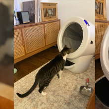 A cat looking at, stepping into, and then peeing in the Litter-Robot 4
